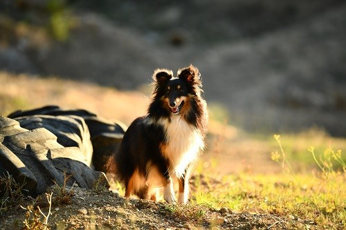 Tonnerre de l'aube brune des Crocs de Provence