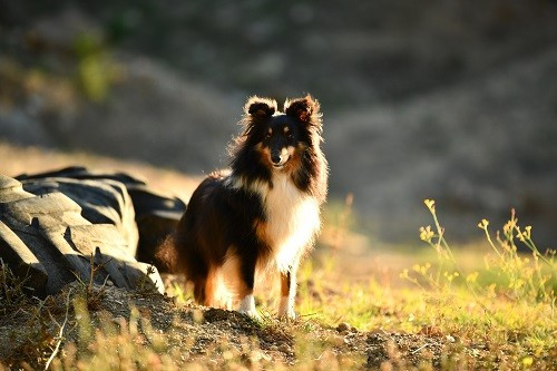 Tonnerre de l'aube brune des Crocs de Provence