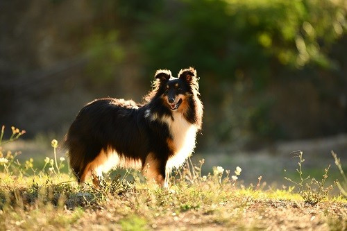 Tonnerre de l'aube brune des Crocs de Provence