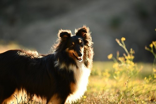 Tonnerre de l'aube brune des Crocs de Provence