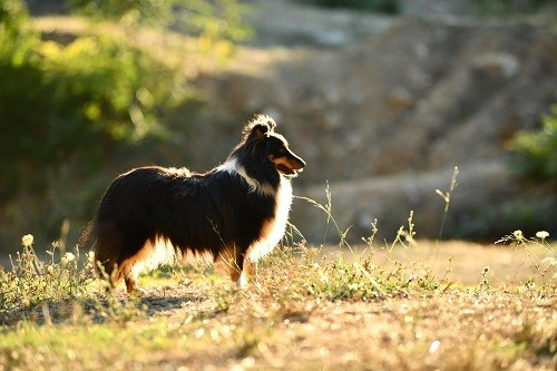 Tonnerre de l'aube brune des Crocs de Provence