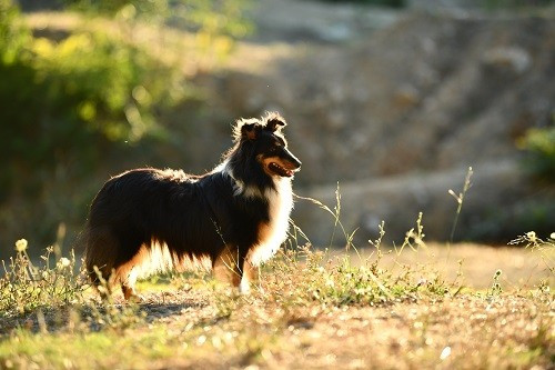 Tonnerre de l'aube brune des Crocs de Provence
