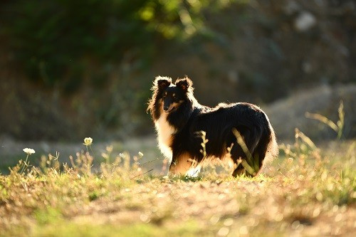 Tonnerre de l'aube brune des Crocs de Provence