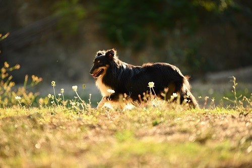 Tonnerre de l'aube brune des Crocs de Provence