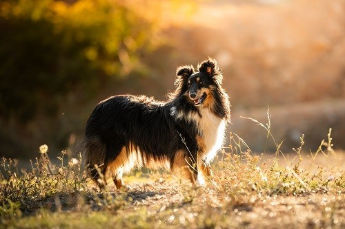 Tonnerre de l'aube brune des Crocs de Provence