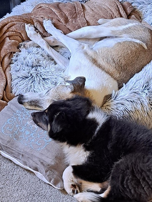 Atsuki brun des Crocs de Provence