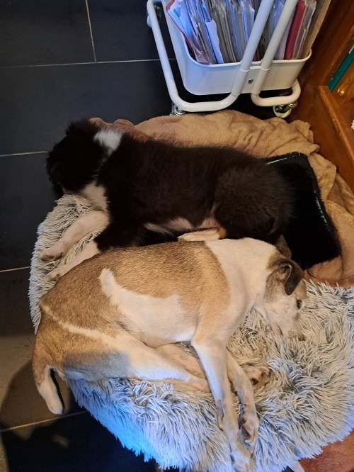 Atsuki brun des Crocs de Provence