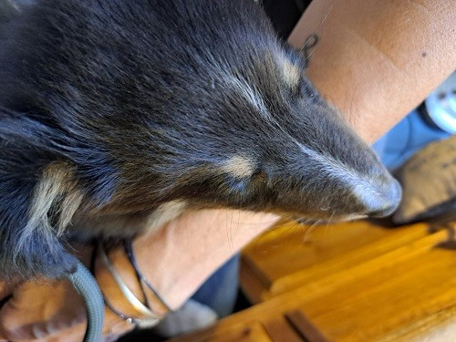 Atsuki brun des Crocs de Provence