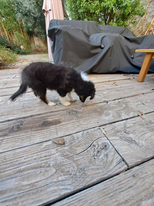 Atsuki brun des Crocs de Provence