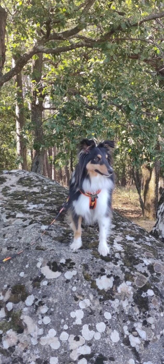 Tresor delancome brun des Crocs de Provence