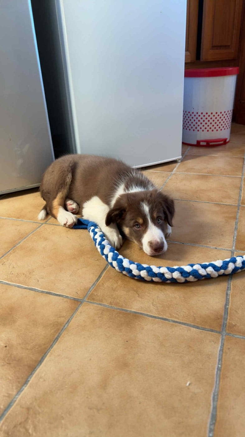 Ayko rl des Crocs de Provence