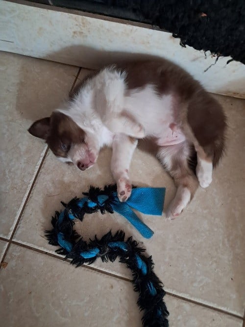 Ayko rl des Crocs de Provence