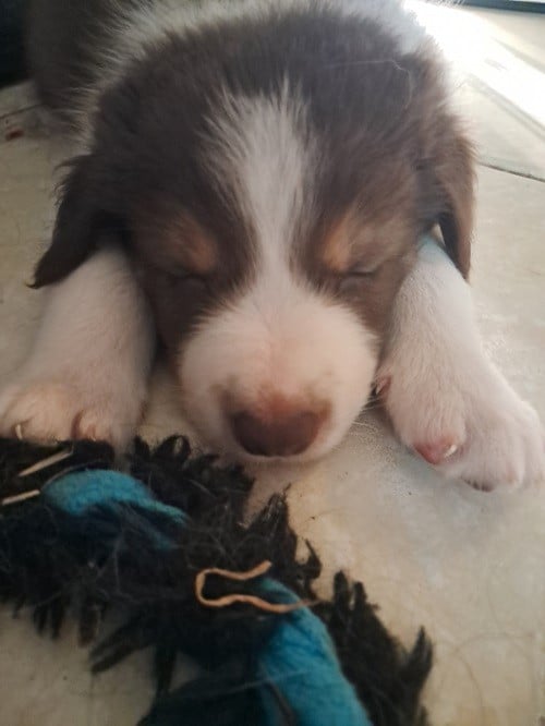 Ayko rl des Crocs de Provence