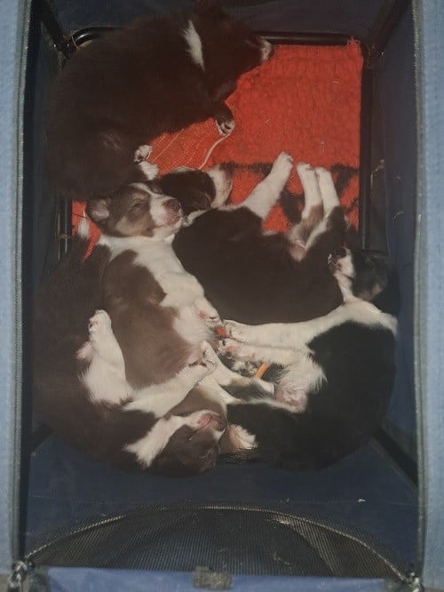 Ayko rl des Crocs de Provence