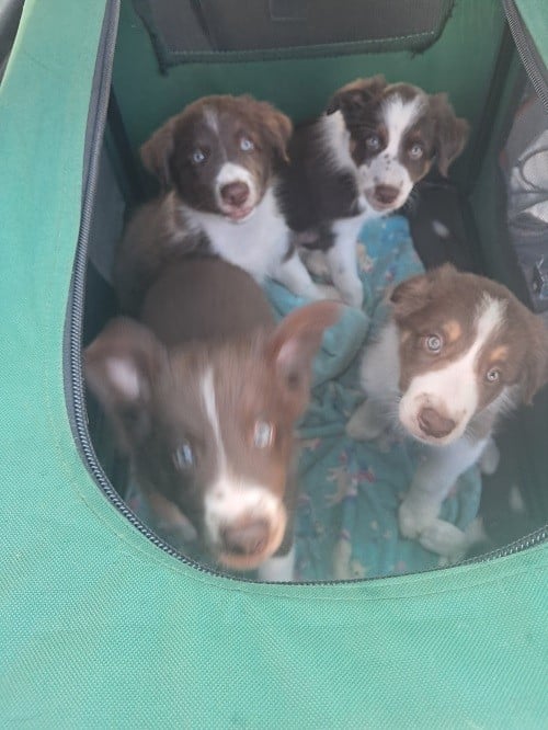 Ayko rl des Crocs de Provence