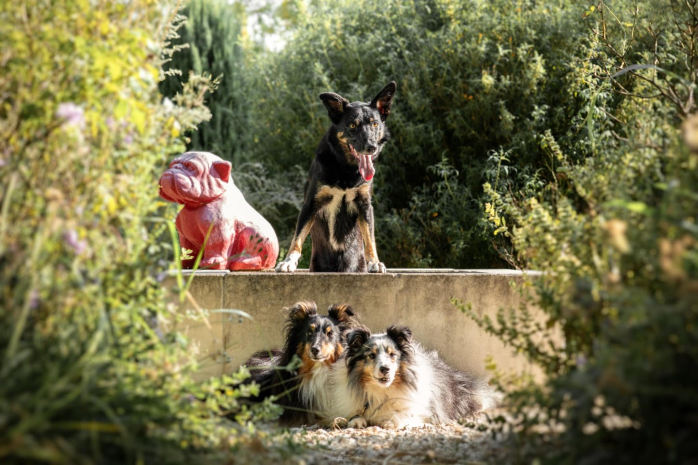 Magic atomic power brun des Crocs de Provence