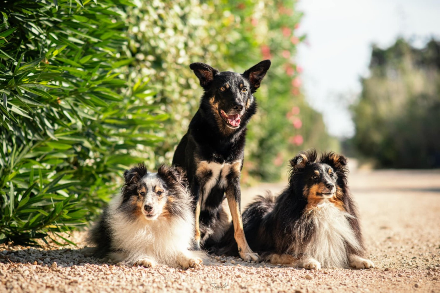 Magic atomic power brun des Crocs de Provence