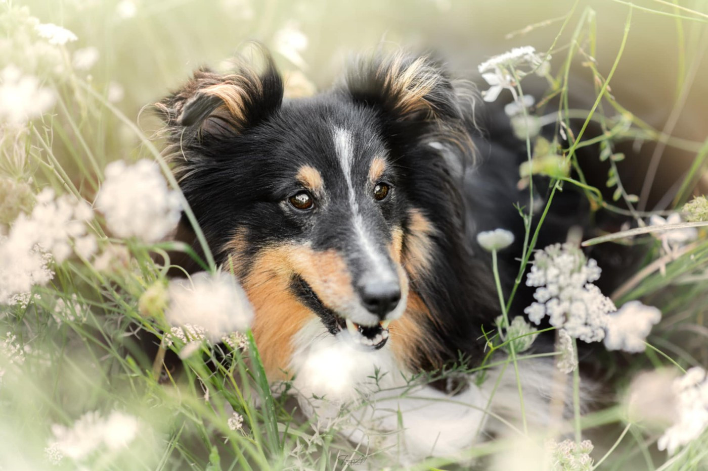 Magic atomic power brun des Crocs de Provence