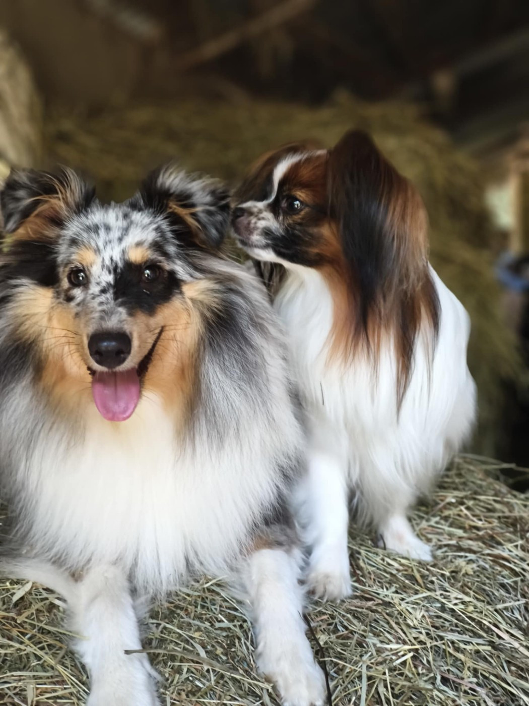 Vicky bleue des Crocs de Provence