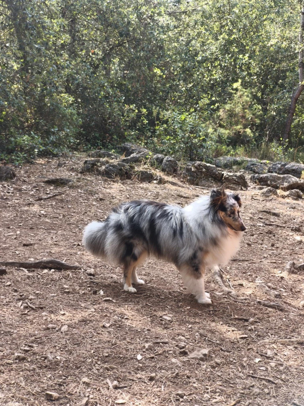 Vicky bleue des Crocs de Provence