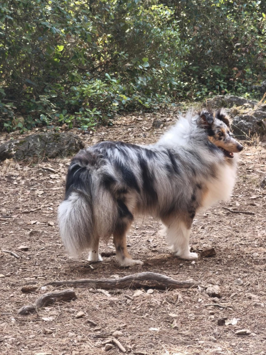 Vicky bleue des Crocs de Provence