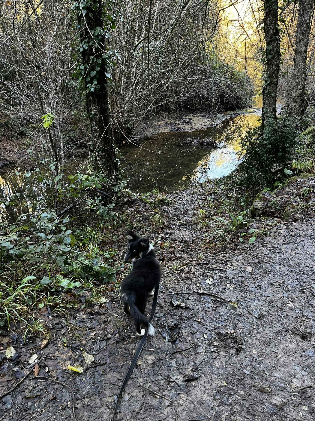 Vallonia brune des Crocs de Provence