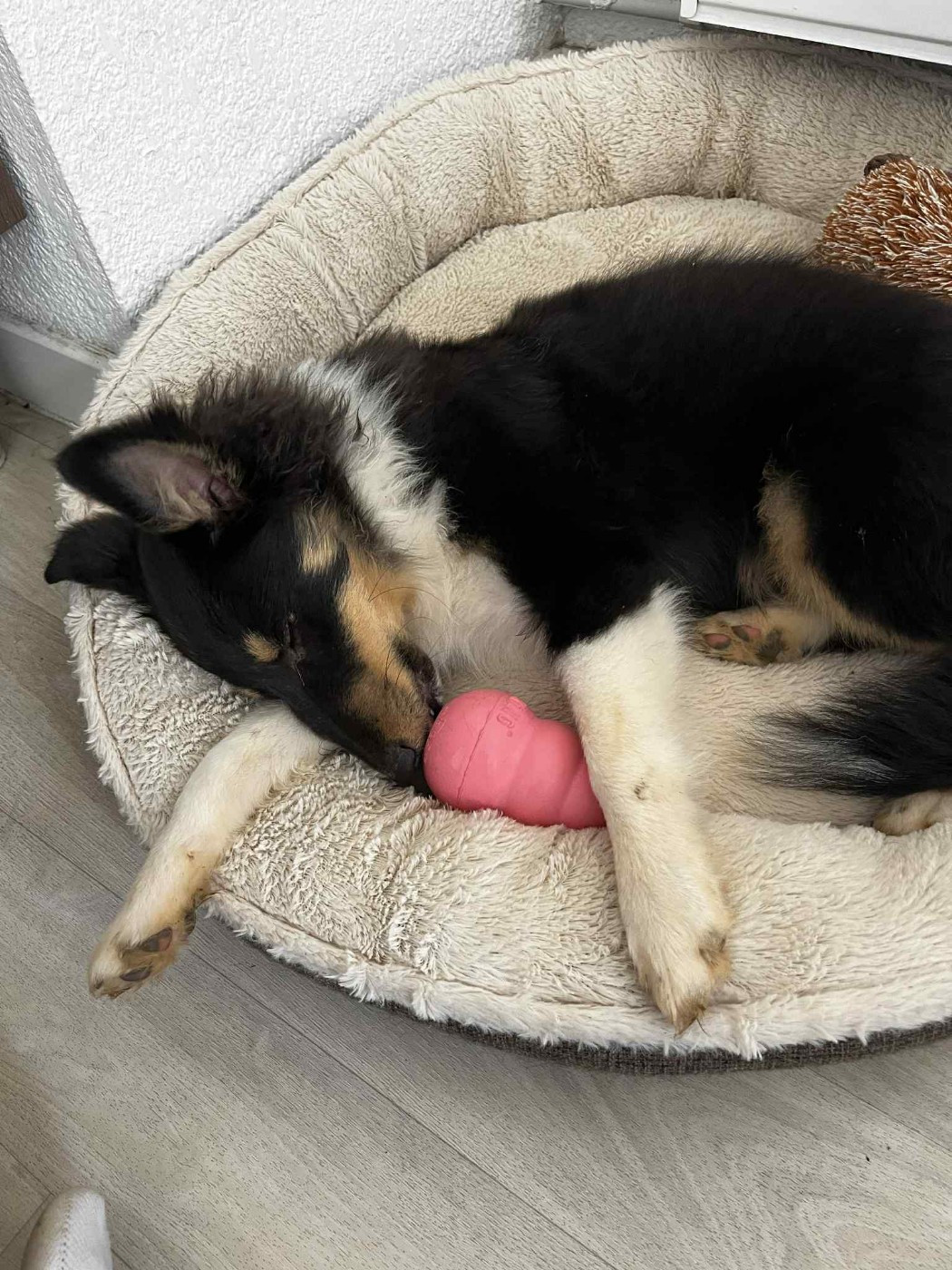 Vallonia brune des Crocs de Provence