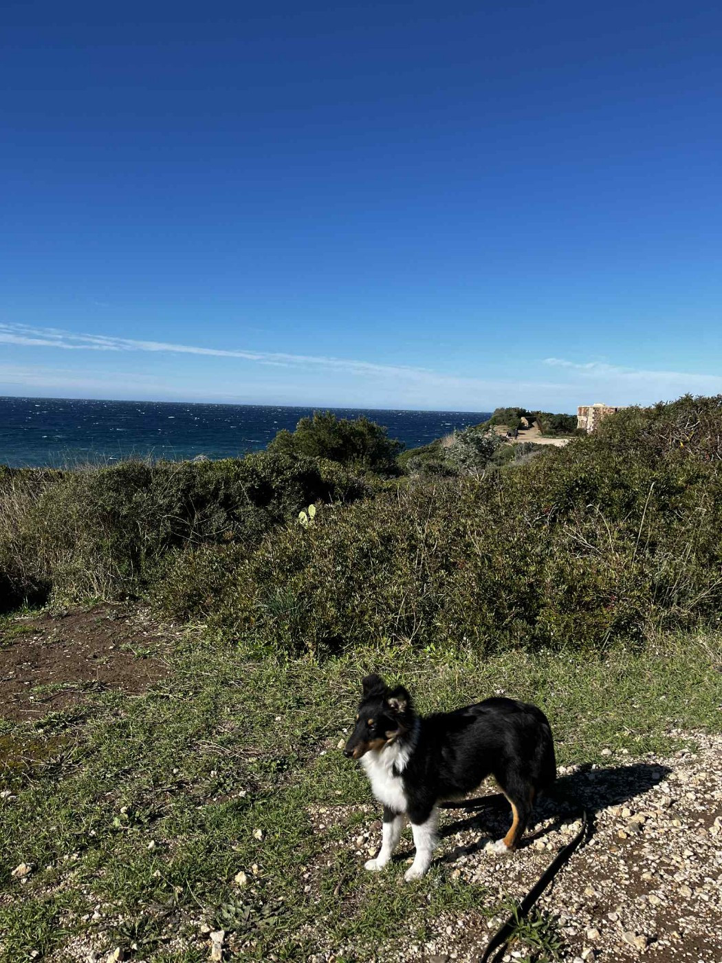 Vallonia brune des Crocs de Provence
