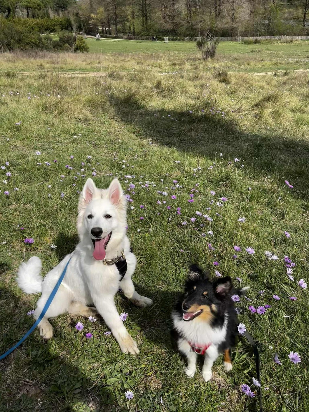 Vallonia brune des Crocs de Provence