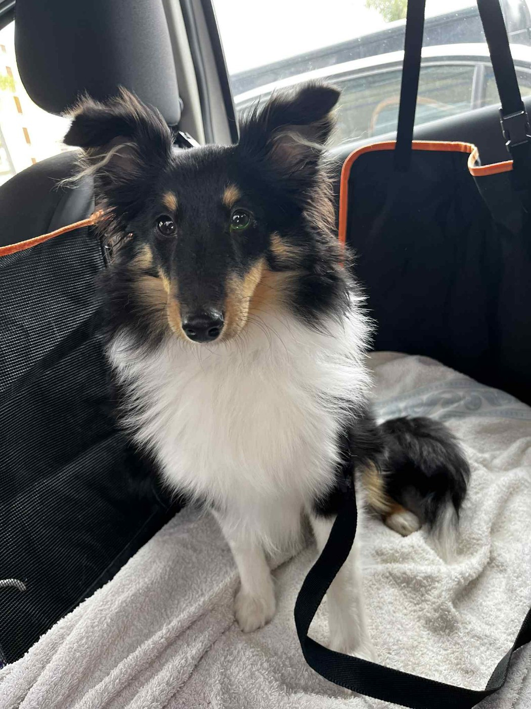 Vallonia brune des Crocs de Provence