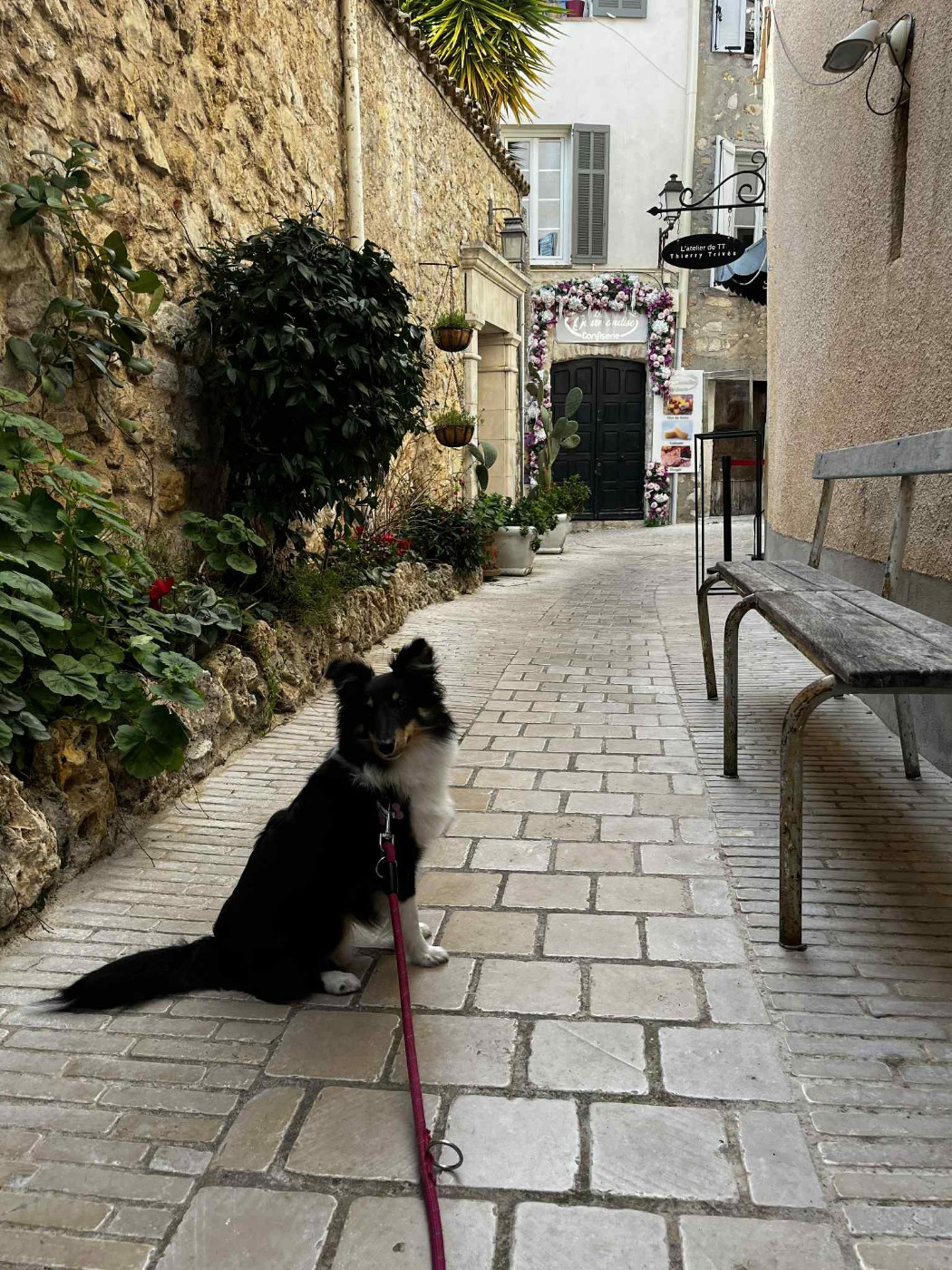 Vallonia brune des Crocs de Provence