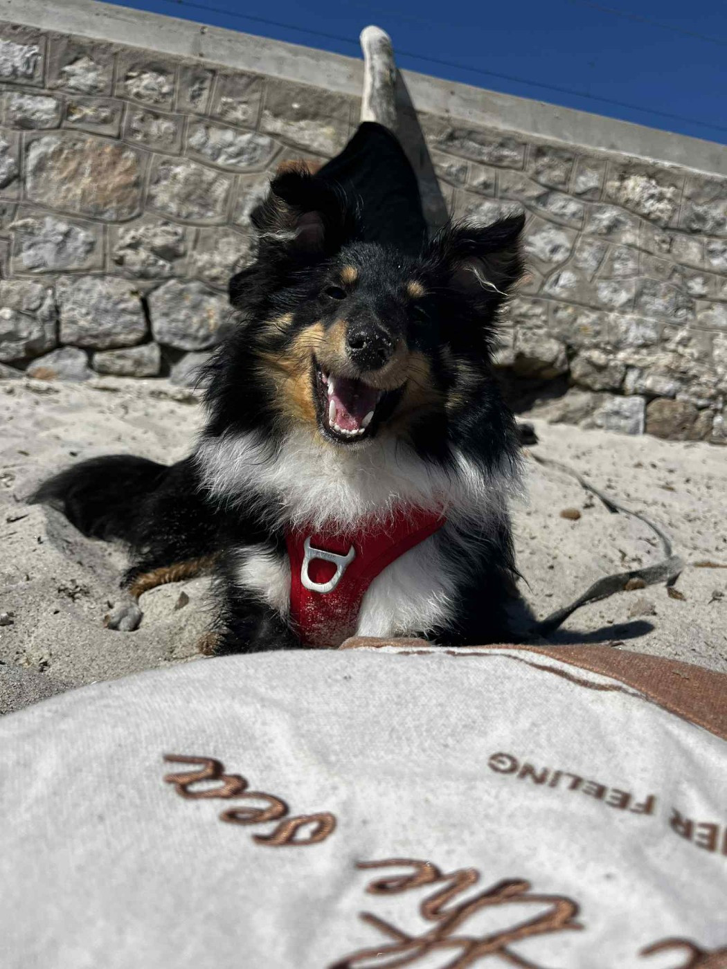 Vallonia brune des Crocs de Provence