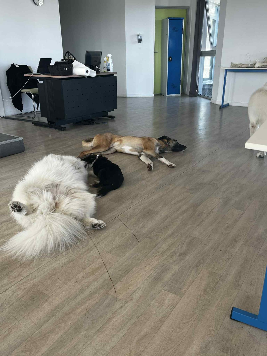 Vallonia brune des Crocs de Provence