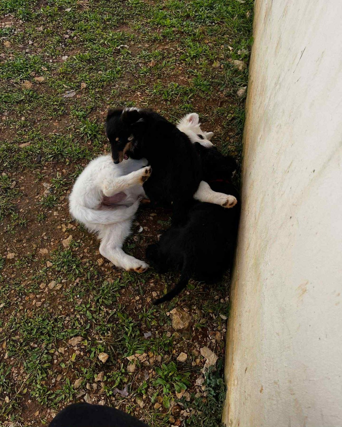 Vallonia brune des Crocs de Provence