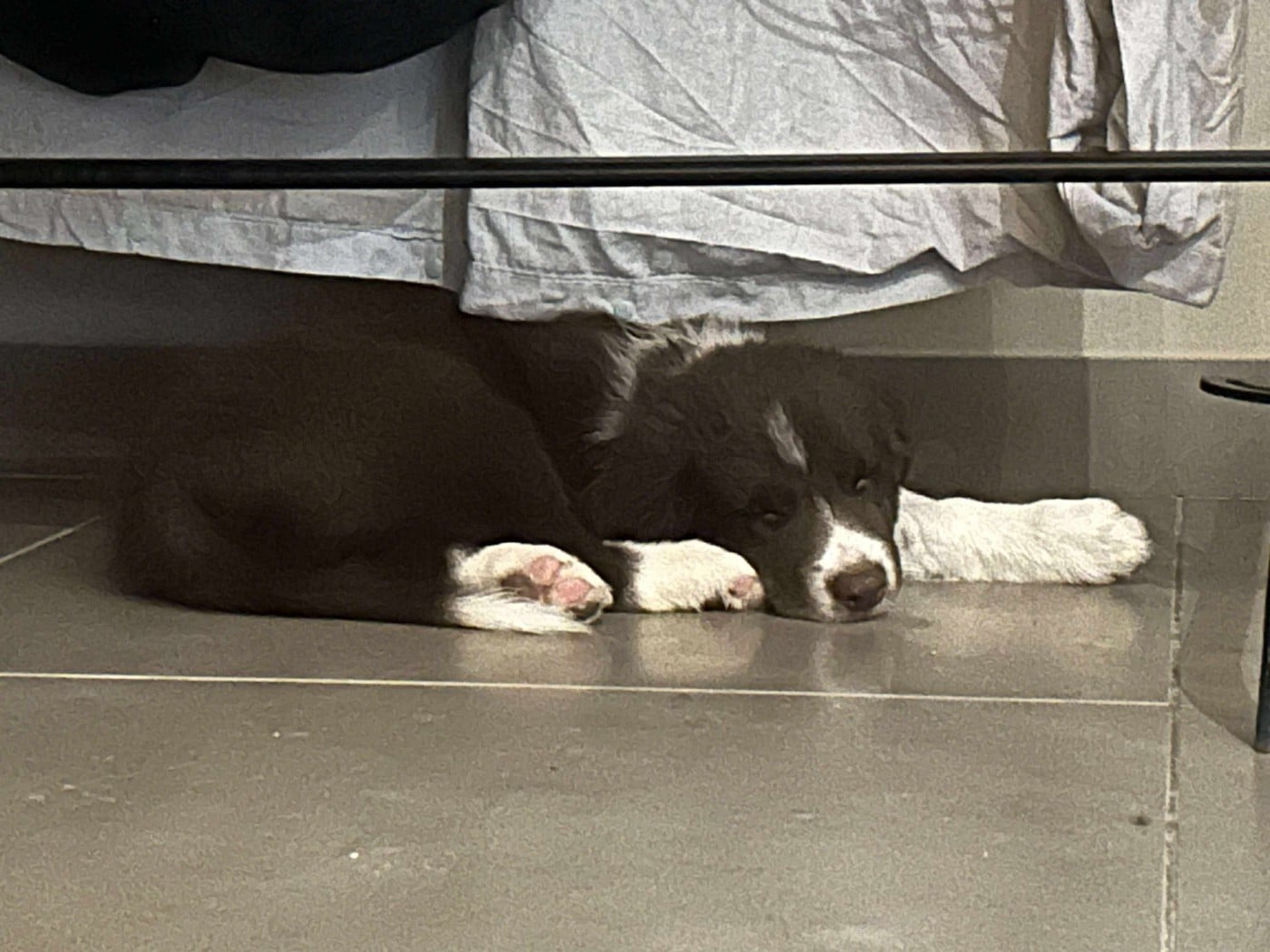 Aïko des Crocs de Provence