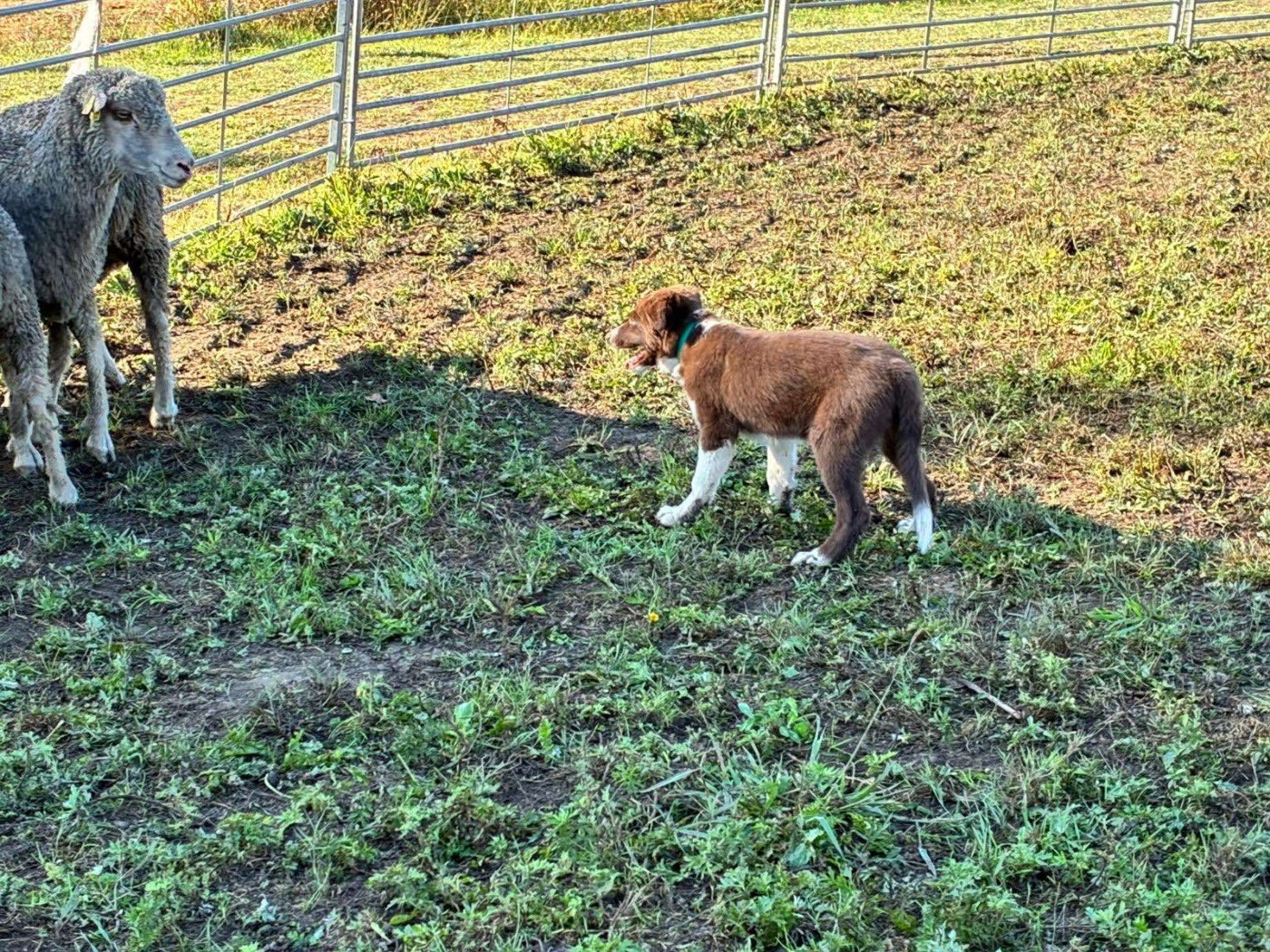 Aïko des Crocs de Provence