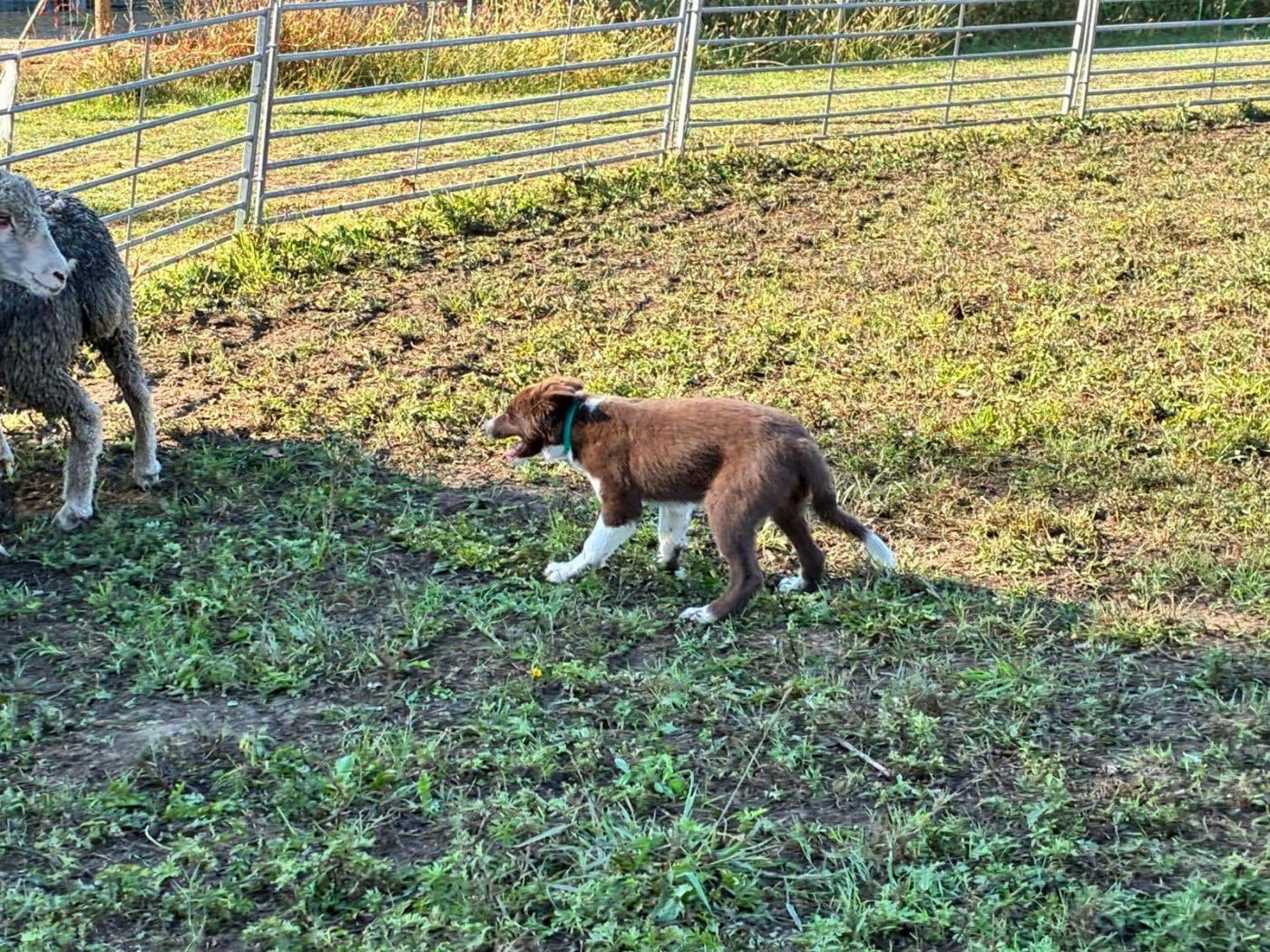 Aïko des Crocs de Provence