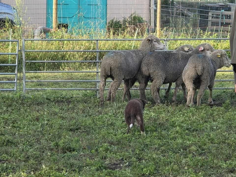 Aïko des Crocs de Provence