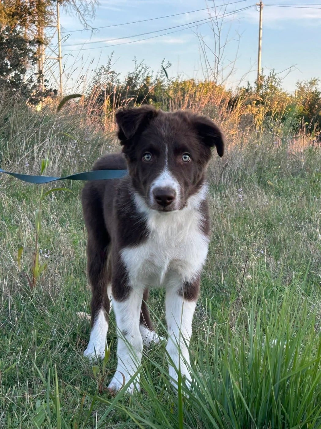 Aïko des Crocs de Provence