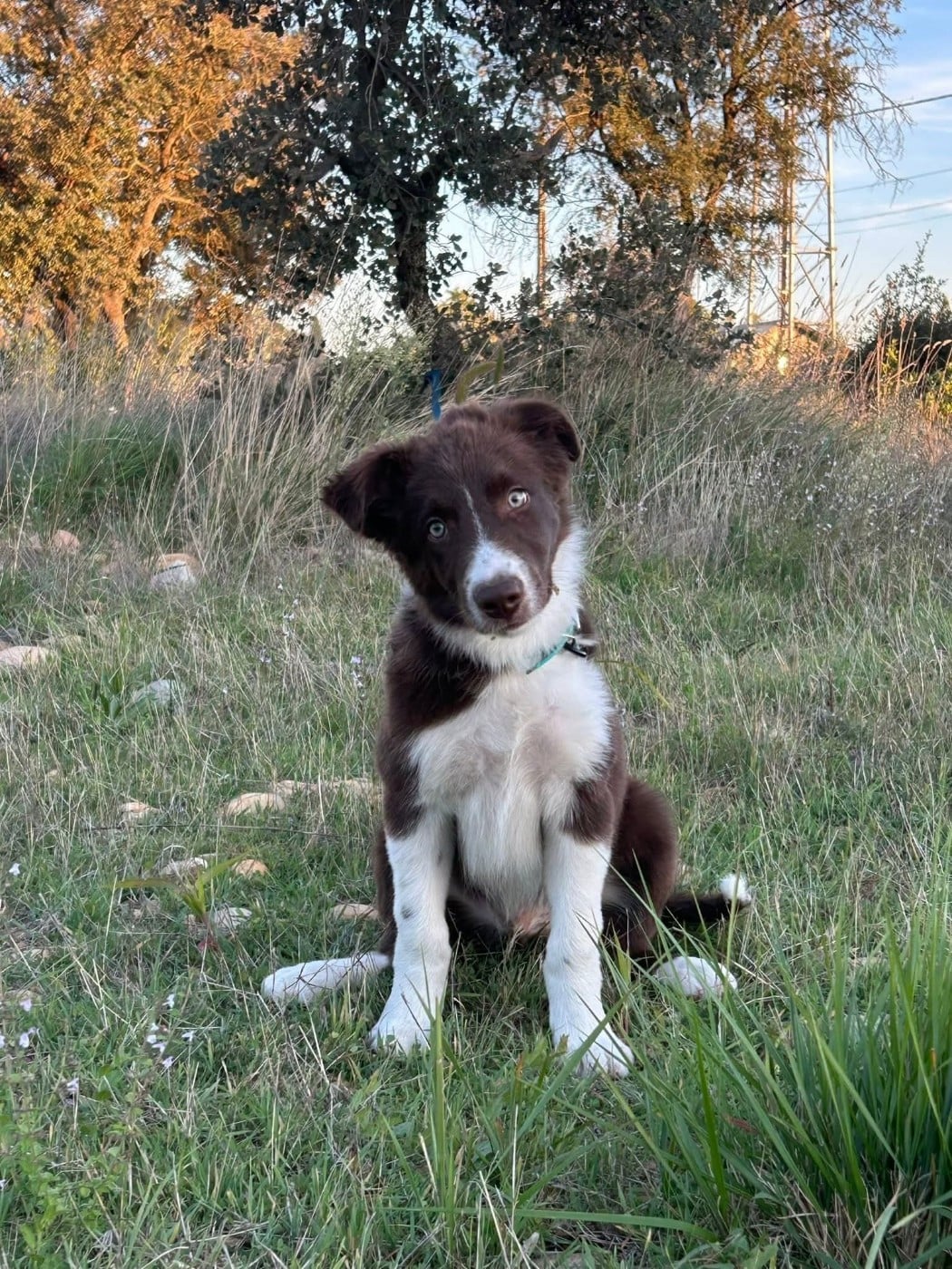 Aïko des Crocs de Provence