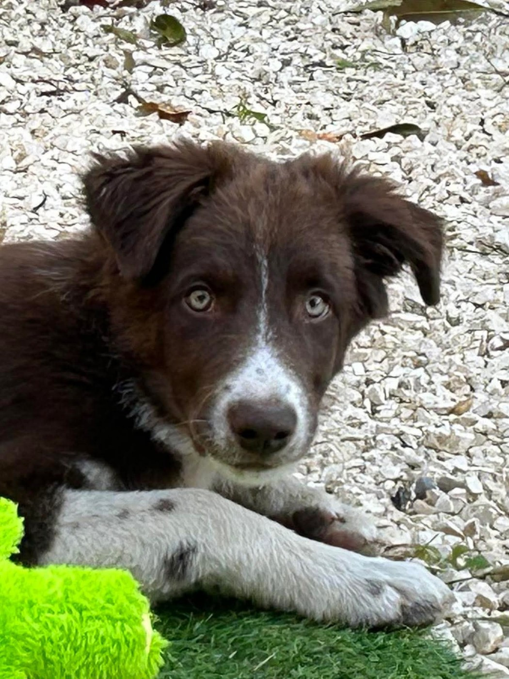 Aïko des Crocs de Provence
