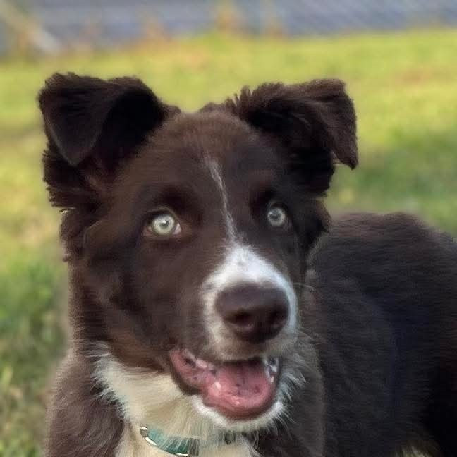 Aïko des Crocs de Provence