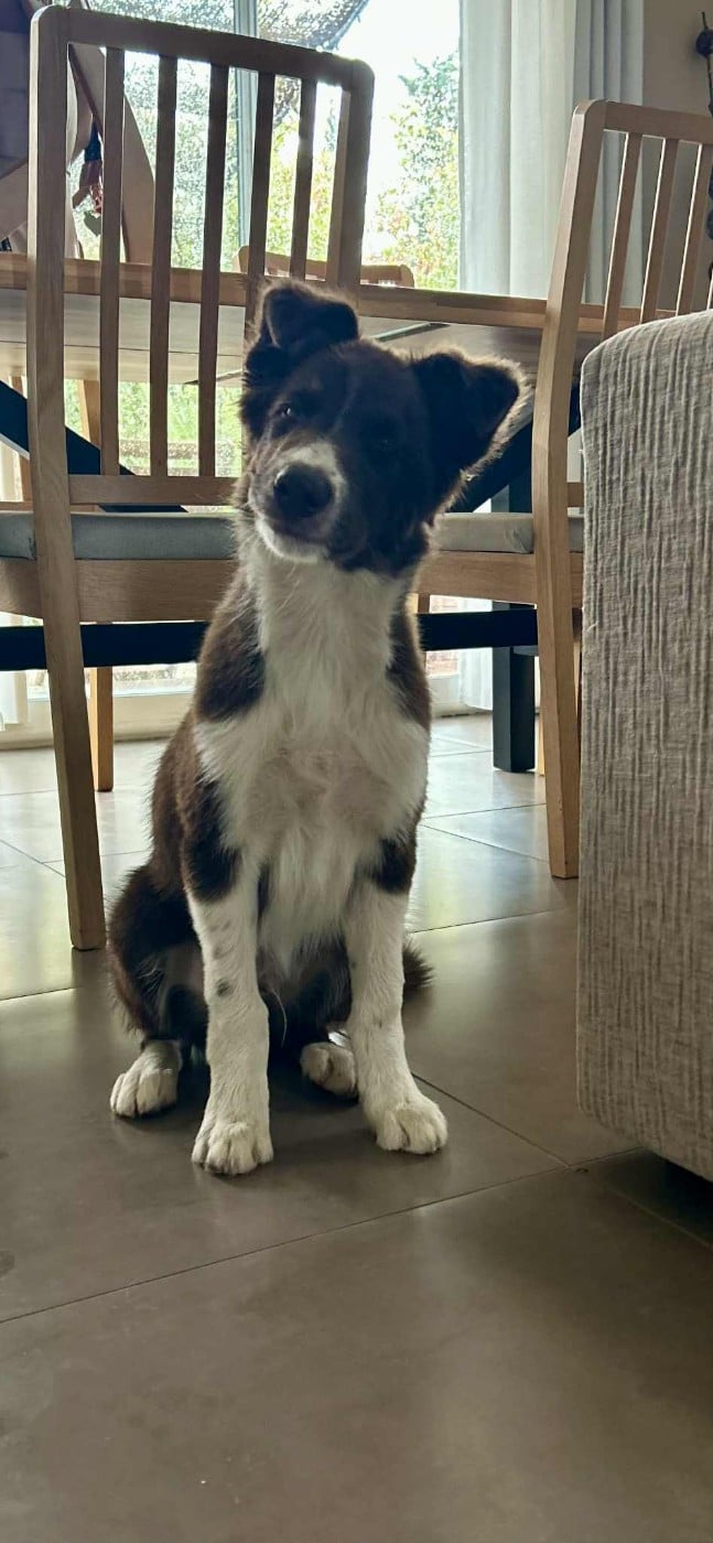 Aïko des Crocs de Provence