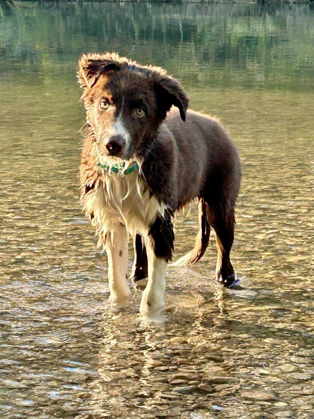 Aïko des Crocs de Provence