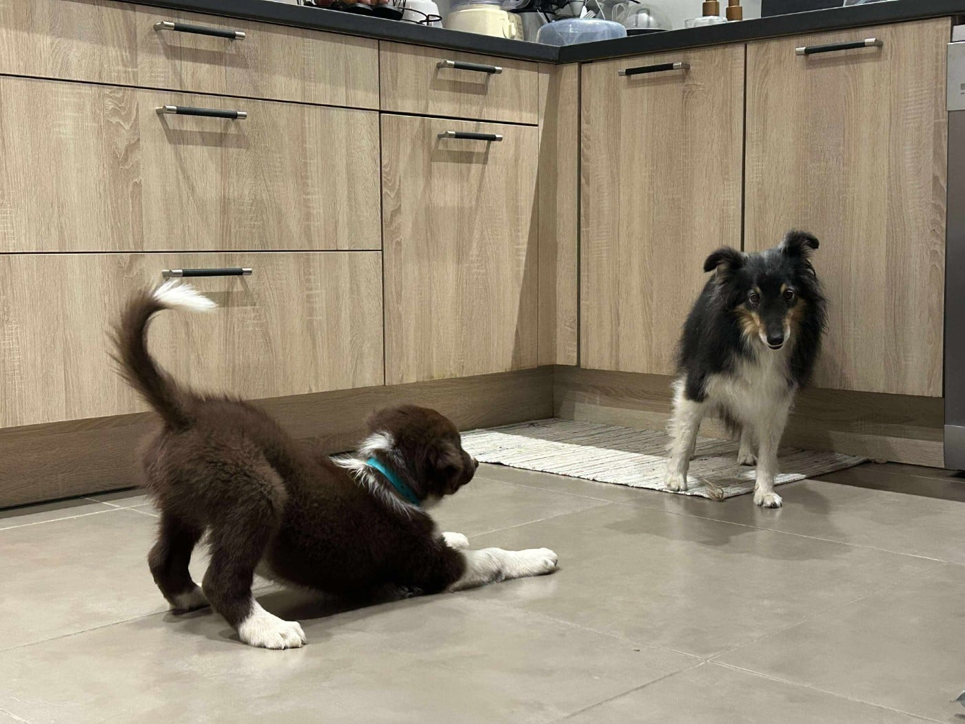 Aïko des Crocs de Provence