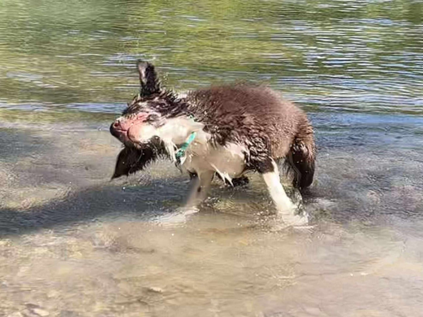 Aïko des Crocs de Provence