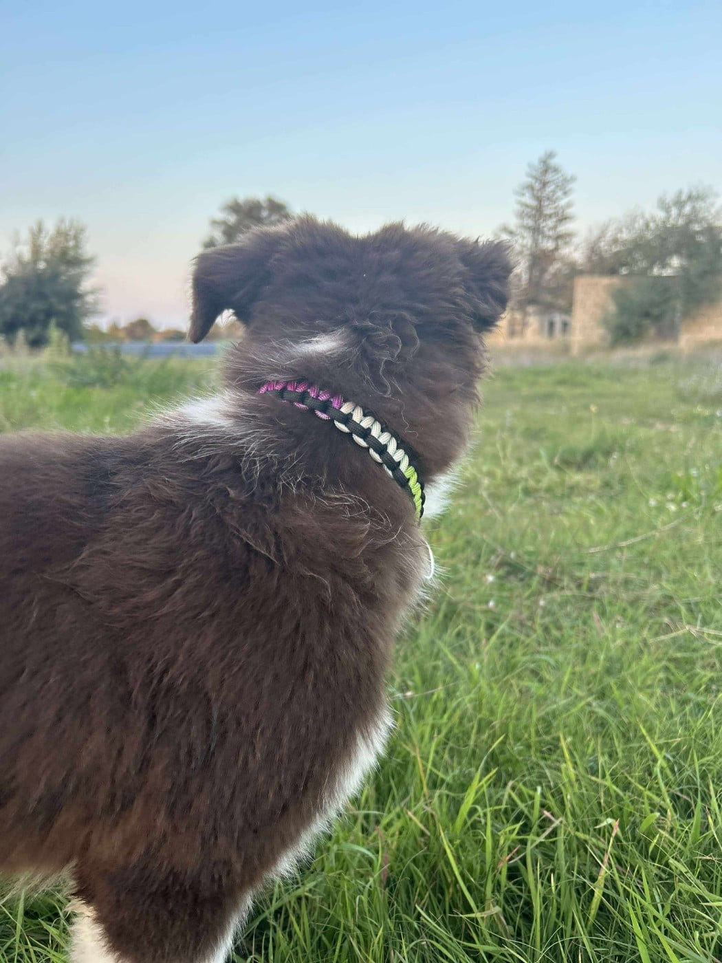 Aïko des Crocs de Provence