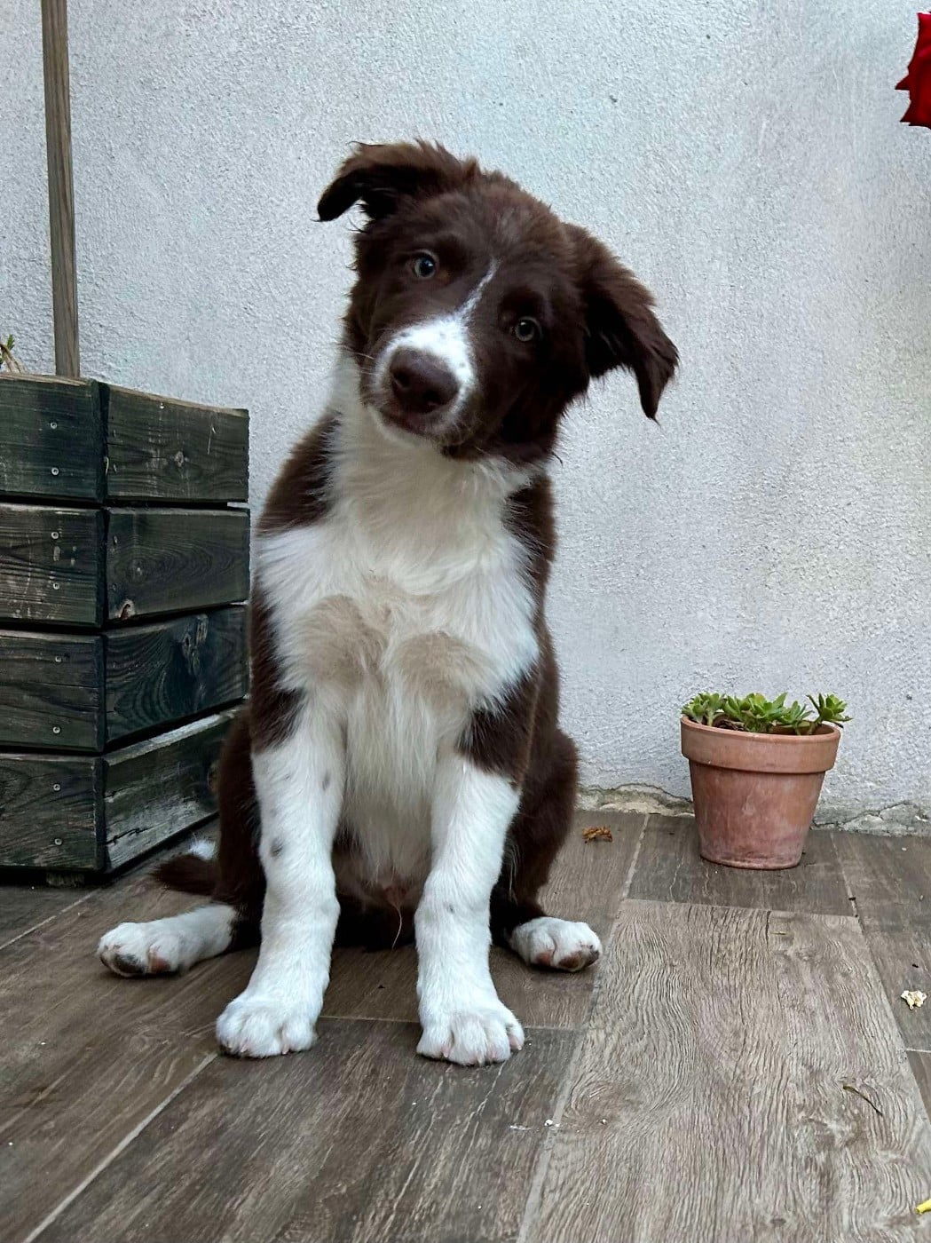 Aïko des Crocs de Provence