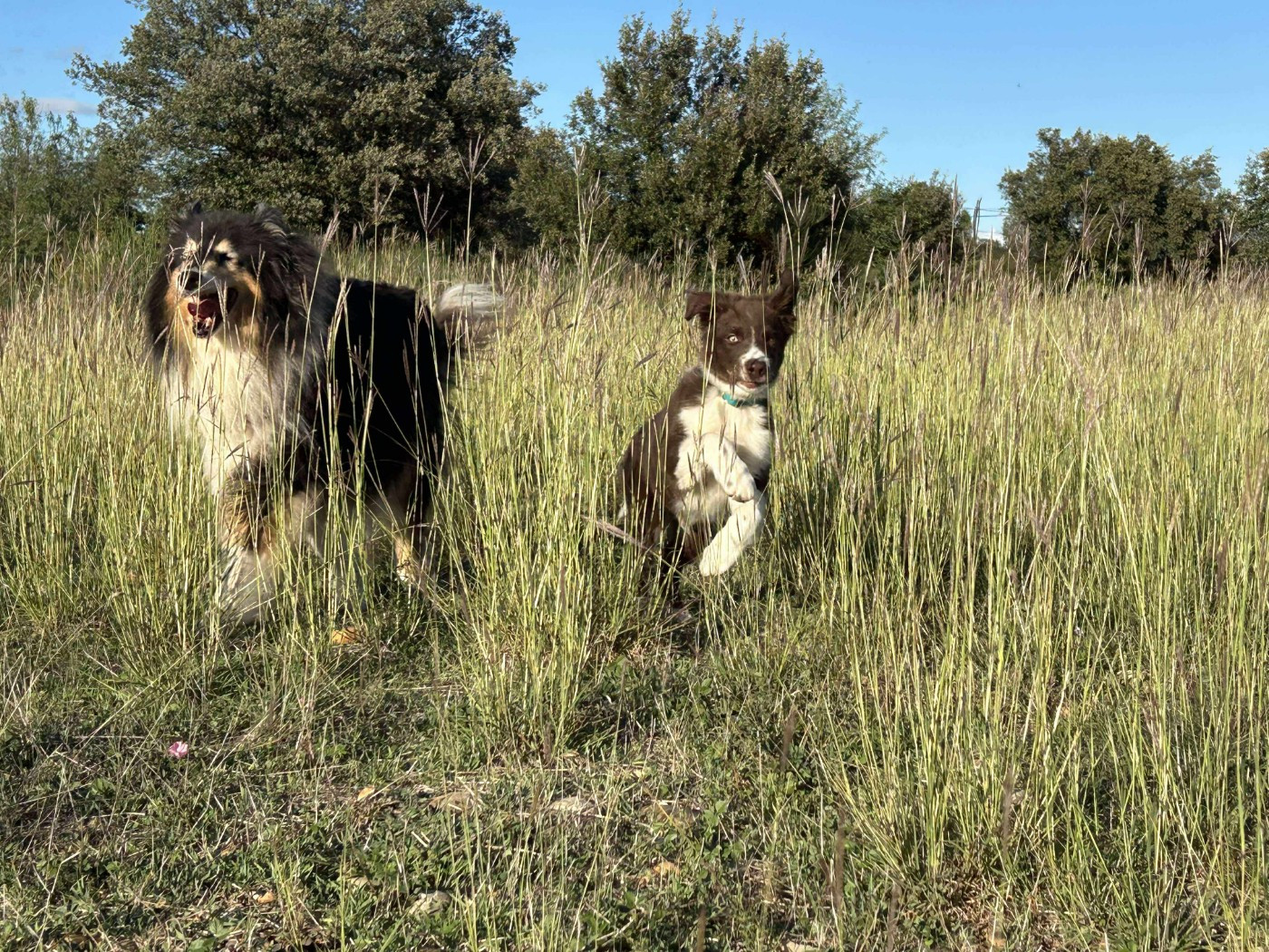 Aïko des Crocs de Provence