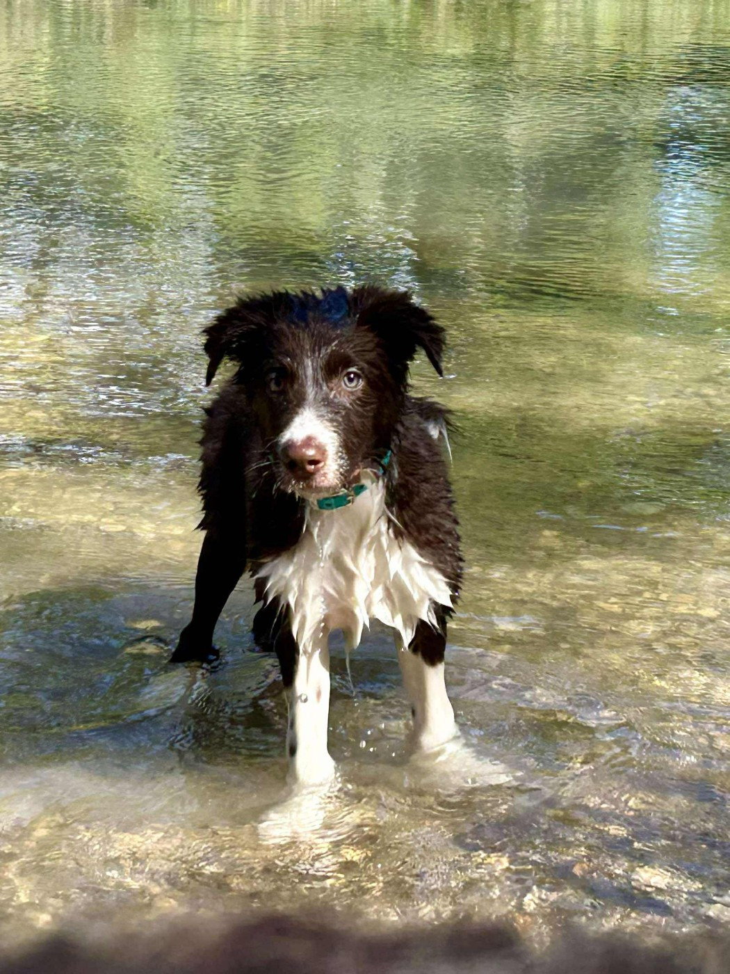 Aïko des Crocs de Provence